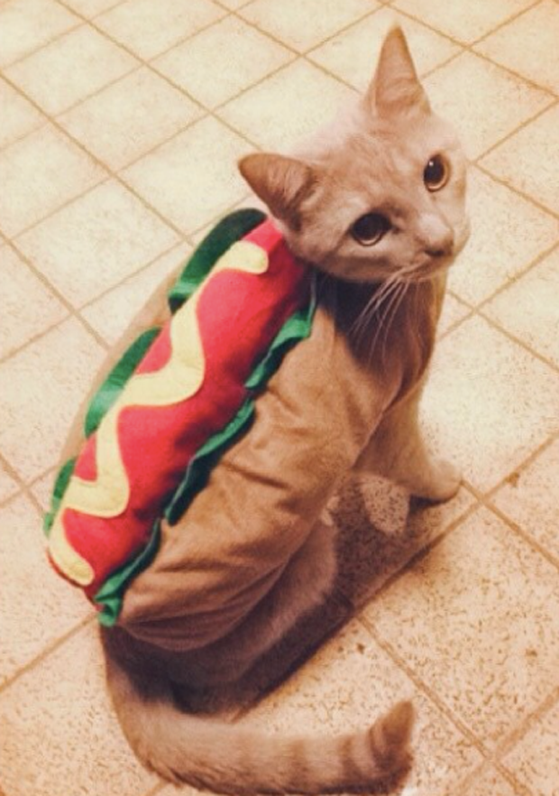 halloween_costumes_for_pets_4