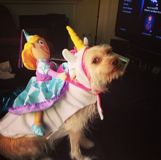 halloween_costumes_for_pets_5