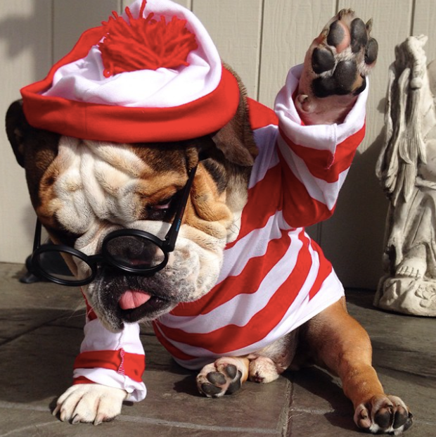 halloween_costumes_for_pets_6