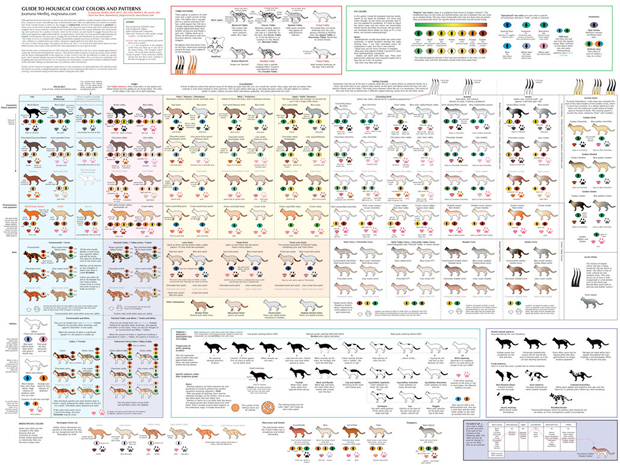 guide_to_cat_colors__patterns_by_majnouna-d1iivd0